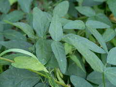 Glycine max soja