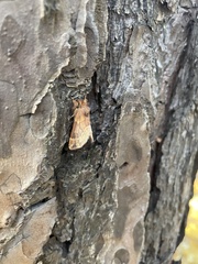 Ptilophora plumigera