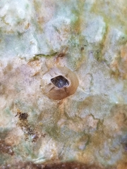 Amphibalanus improvisus