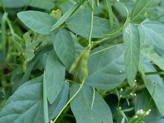 Glycine max soja
