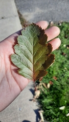 Scandosorbus intermedia