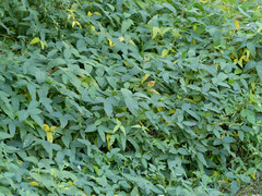 Glycine max soja