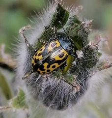 Zygogramma signatipennis