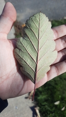 Scandosorbus intermedia