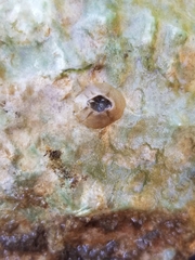 Amphibalanus improvisus