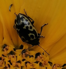 Zygogramma signatipennis