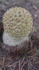 Amanita echinocephala