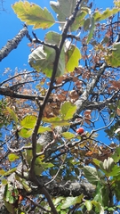 Scandosorbus intermedia