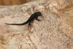 Hemicordylus capensis