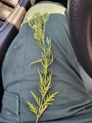 Eupatorium × pinnatifidum