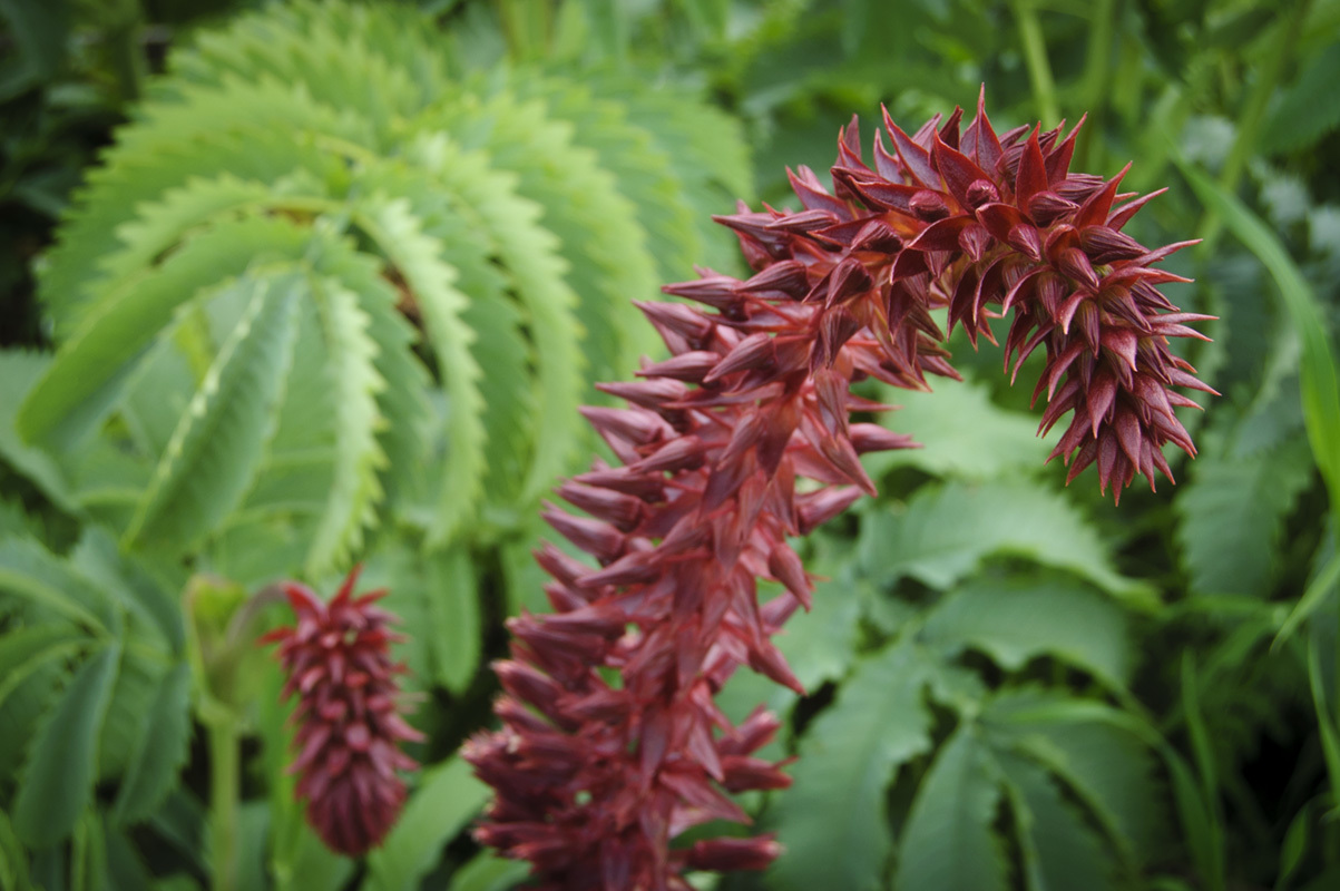 Melianthus major
