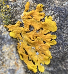 Xanthoria