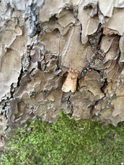 Ptilophora plumigera