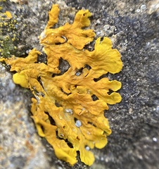 Xanthoria