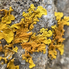 Xanthoria