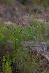 Polygala fruticosa