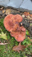 Fistulina hepatica