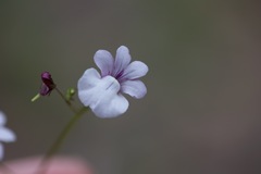 Nemesia diffusa