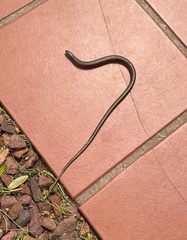 Tetradactylus fitzsimonsi