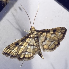 Hileithia magualis