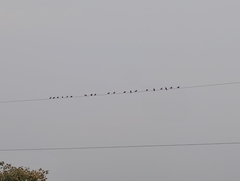 Sturnus vulgaris