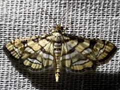 Hileithia magualis