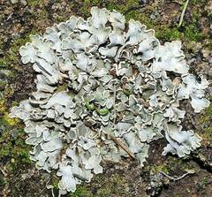 Squamarina lentigera