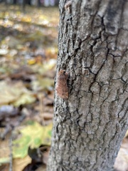 Ptilophora plumigera