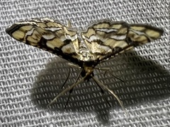 Hileithia magualis