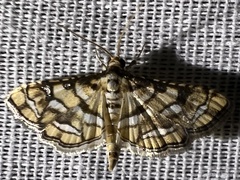 Hileithia magualis