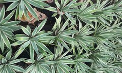 Agave angustifolia marginata