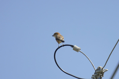 Lanius bucephalus