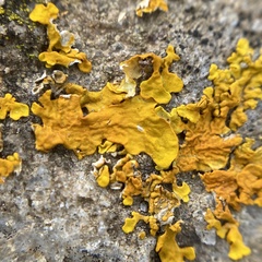 Xanthoria