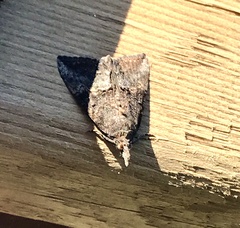 Hypena humuli