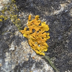 Xanthoria