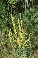 Verbascum pulverulentum