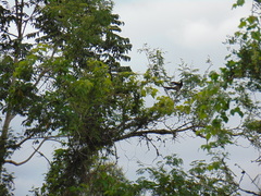 Psilorhinus morio