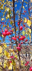 Malus