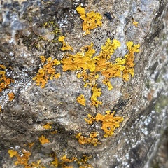 Xanthoria