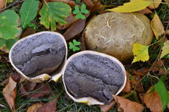 Scleroderma meridionale