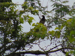 Psilorhinus morio