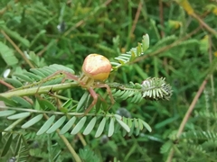 Misumenoides formosipes