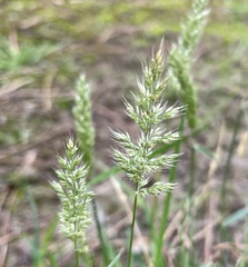 Polypogon interruptus