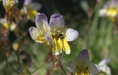 Sparaxis caryophyllacea
