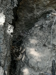 Vipera ammodytes