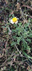 Anthemis ruthenica