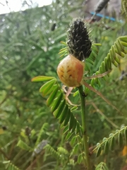 Misumenoides formosipes