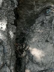 Vipera ammodytes