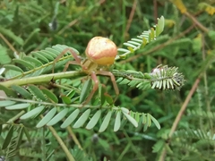 Misumenoides formosipes