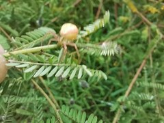 Misumenoides formosipes